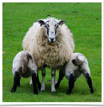 Sheep - Mom and Twins Sheep - Mom and Twins